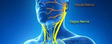 Autonomic Nervous System