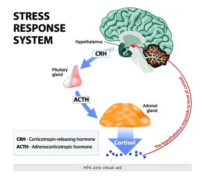 Autonomic Nervous System