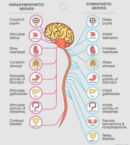 Autonomic Nervous System